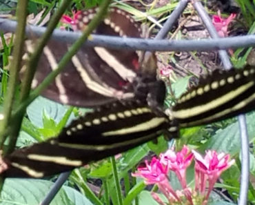 Zebra Longwing Pair on Corky Stem Passion Vine. with Pentas Growing Nearby.