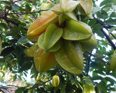 Star Fruit