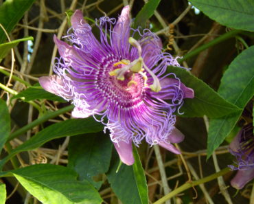 Maypop Passion flower