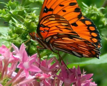 Gulf Fritillary on Penta