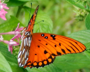 Gulf fritillary