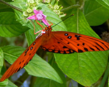 Gulf Fritillary on Penta