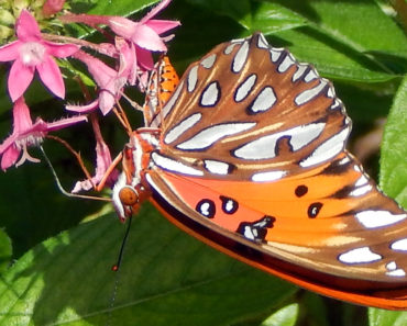 Gulf fritillary