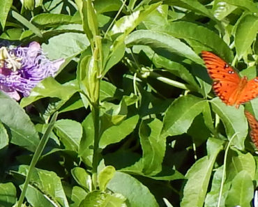 Flowering maypop vine with its flying flowers, Gulf fritillaries.