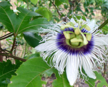 Possum Purple Passion Flower