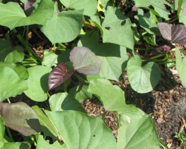 Fresh Sweet Potato Leaves