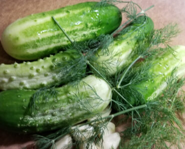 Experimenting With Parthenocarpic Cucumbers