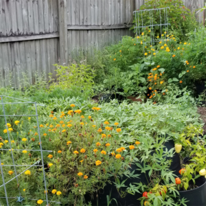 Marigolds Blooming Between Plantings