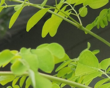 Moringa