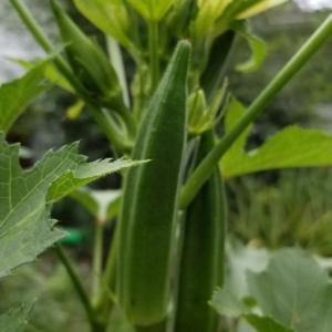 Okra