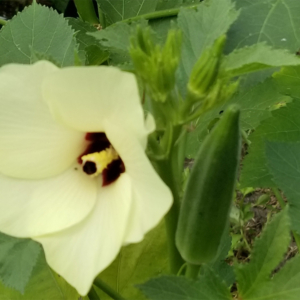 Okra With Flower