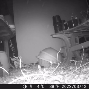 Raccoon Brings a Friend