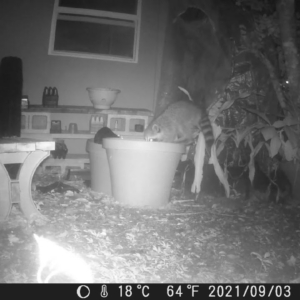 Nosy Raccoon