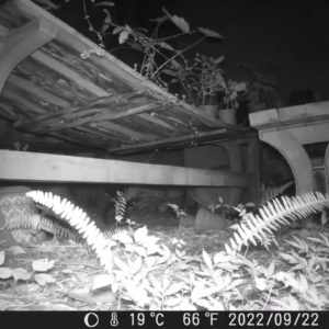 Possum Knocks Over Camera. Why? Who Knows.