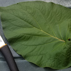The Leaves are Large