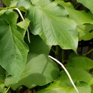 Piper auritum - Leaves and seed spike