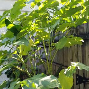 One Summer's Growth