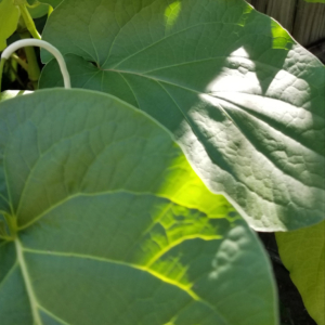 Piper auritum - Also called Root Beer Plant or Hoja Santa
