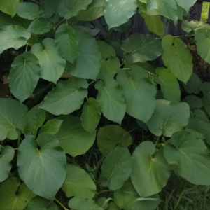 Lush, Beautiful Growth