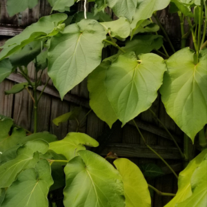 Piper auritum