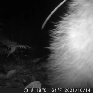 Curious Possum