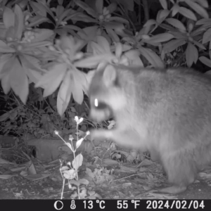 A raccoon finds the ripe loquats. 